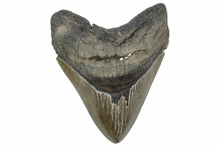 Serrated, Fossil Megalodon Tooth - Georgia #338700